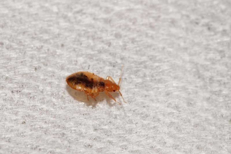 Early Signs Of A Bed Bug Infestation You Shouldn’t Ignore