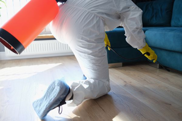 Mouse Fumigation in Albuquerque