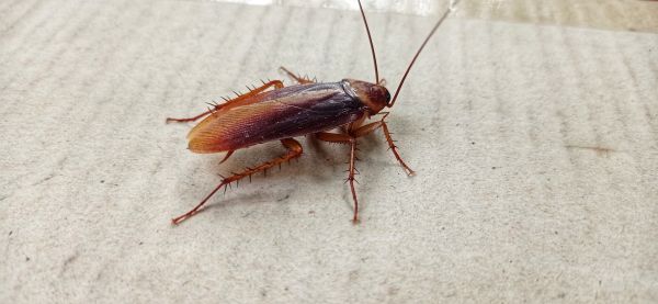 Roach Fumigation in Albuquerque