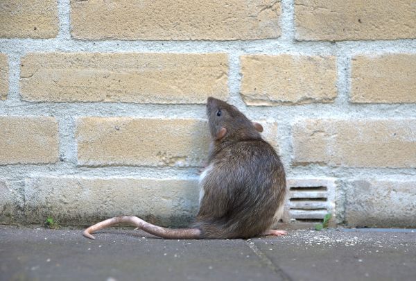 Rat Fumigation Service in Albuquerque