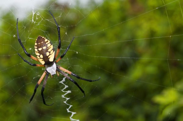 Spider Fumigation Service in Albuquerque