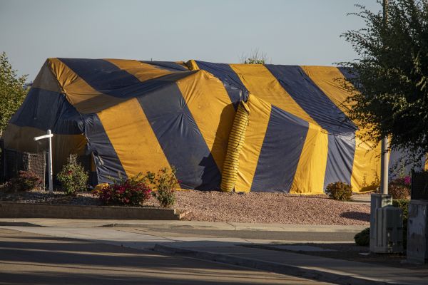 Termite Tenting in Albuquerque