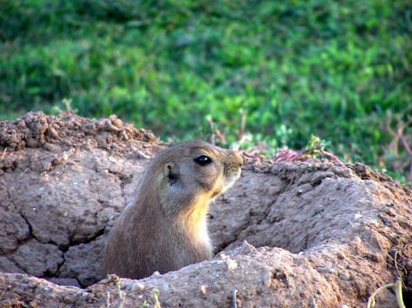 Rodent Fumigation in Albuquerque